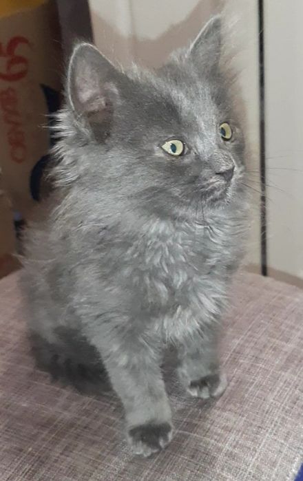 Тварини безкоштлвно