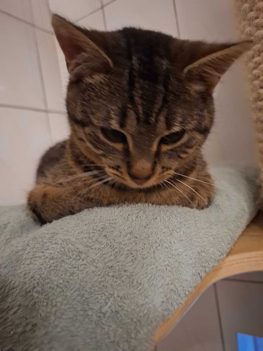 Mały rozrabiaka Kardamon szuka kochającego domu