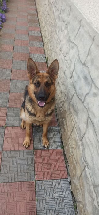 Німецька вівчарка для в'язки