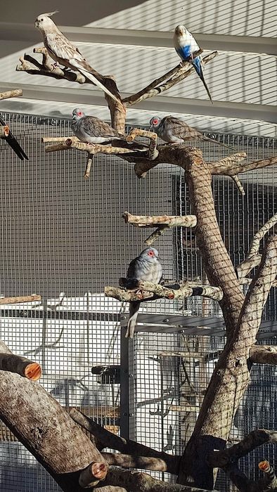 Rolas diamante adultas