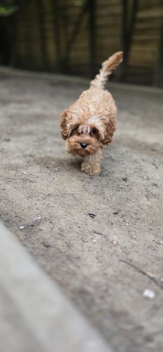 Cavapoo/ chłopczyk