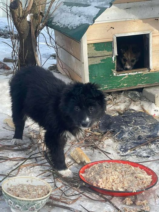 Тнрміново потрібні родини цуценятам!