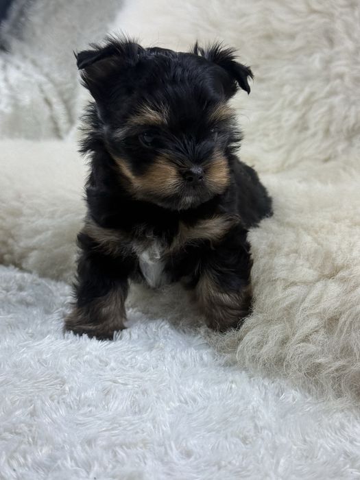 Yorkshire terrier