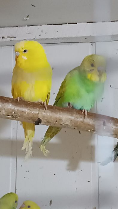 Papugi Faliste cena 35  zł