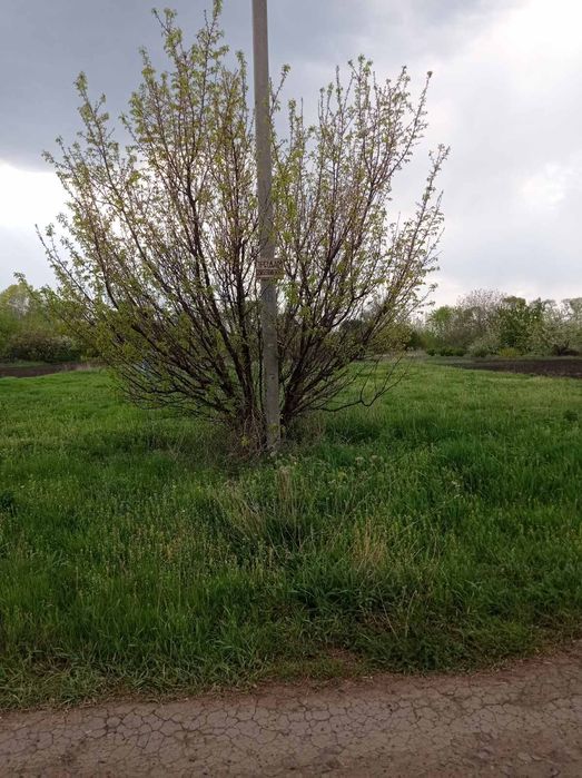 Земельна ділянка під забудову чи с/г використання