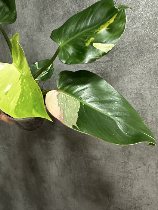 Філодендрон White Princess Tricolor Lime fresh aurea