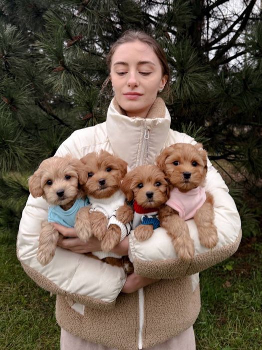 Фантастичний Мальтипу F1 VIP