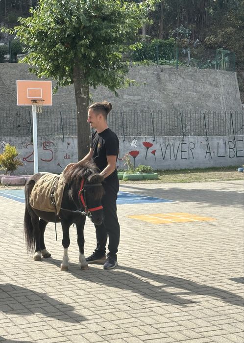 Ponei macho inteiro - cobrir