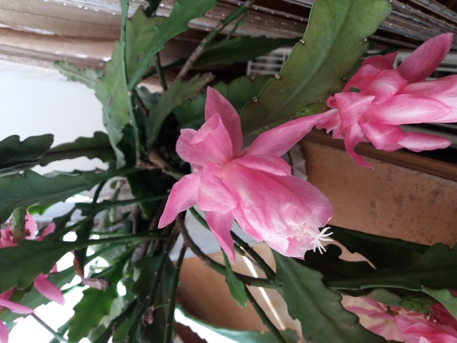 Епіфіллюм епіфіллум кактус