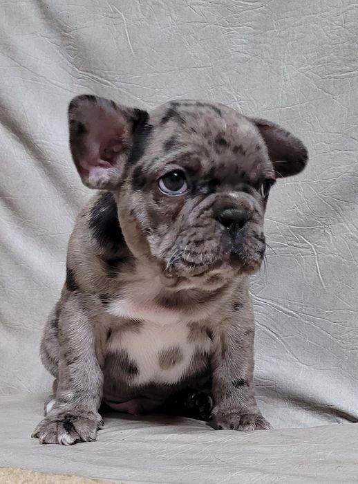 Цуценята французького бульдога