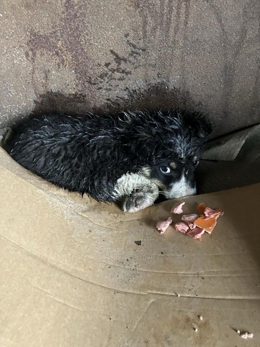 Щенок срочно ищет дом