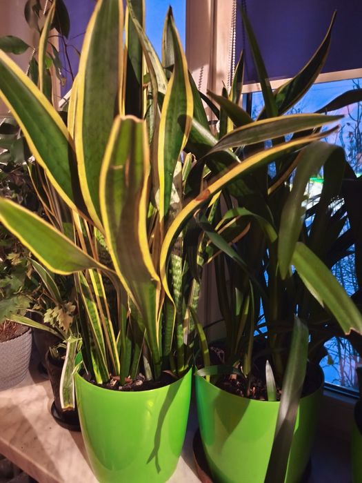 Kwiaty Sansewieria