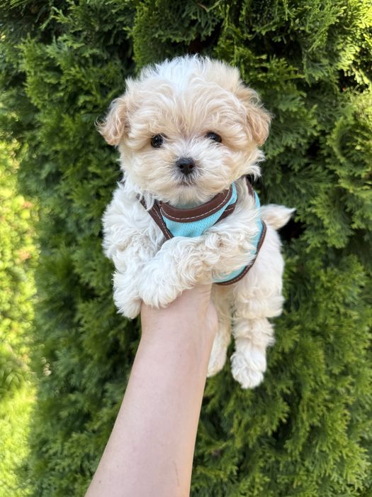 Найкращі цуценятка для дітей мальтіпу