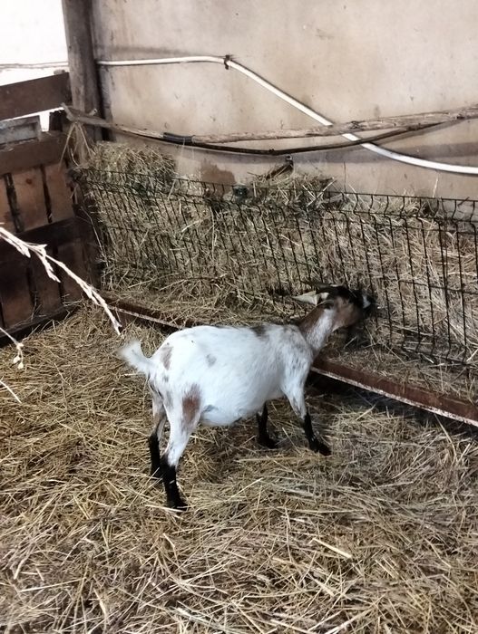 Cabras.     anãs
