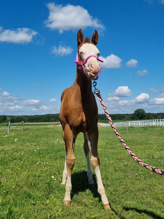 Sprzedam konie AQH, APH (redukcja stada)