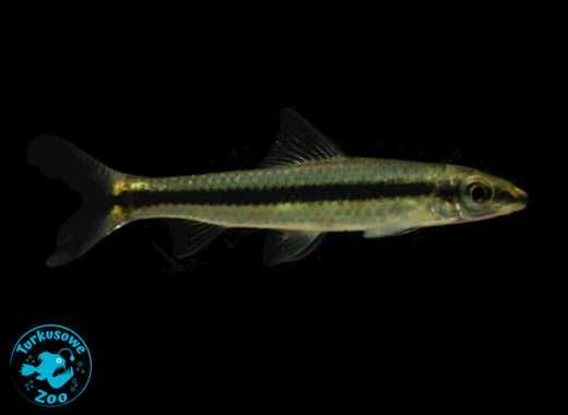 Rybka akwariowa KOSIARKA PRAWDZIWA, Sklep Akwarystyczny Turkusowe Zoo