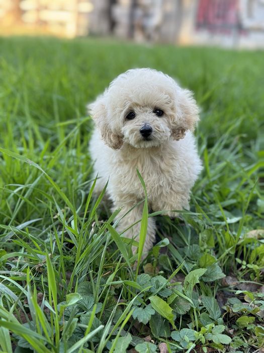 Мальтипу кремовая девочка