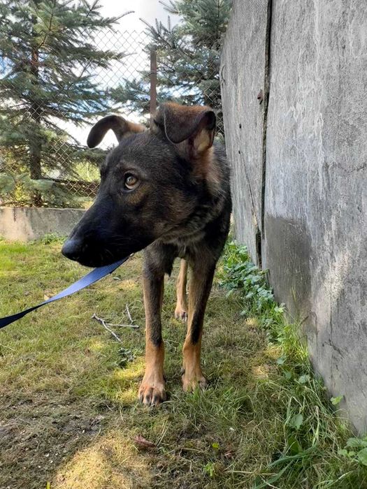 молодий песик в добрі руки ,ніжний ,вірний середнього розміру