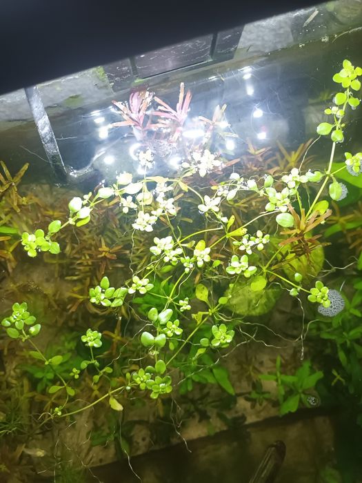 Planta de superfície