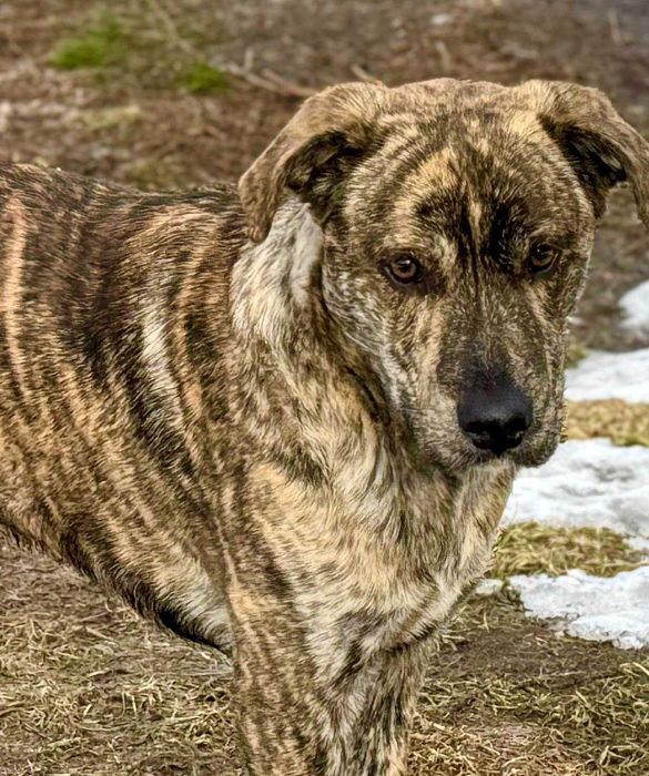 Awi, ciekawy świata pies, szuka domu!