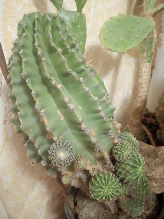 Ехінопстс, алоє, опунція, кактуси