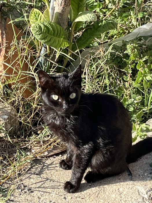 2 gatas pretas para Adoção!