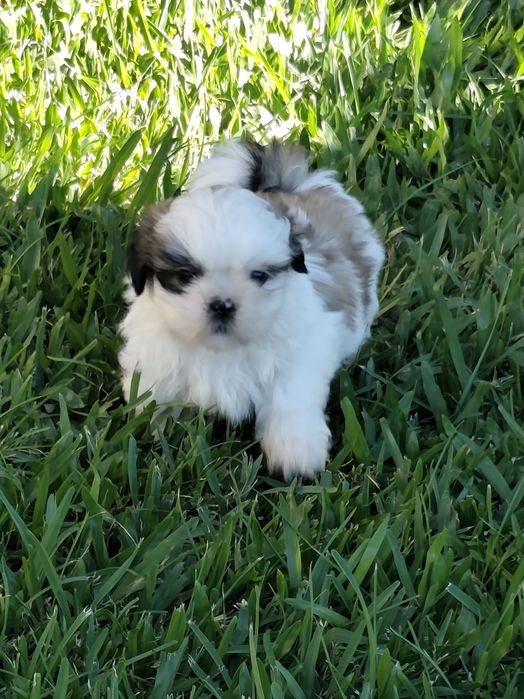 Shih-Tzu macho disponível