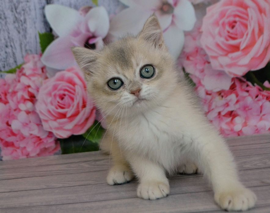 Котики, кошечки золотые шиншиллы,  голубое золото