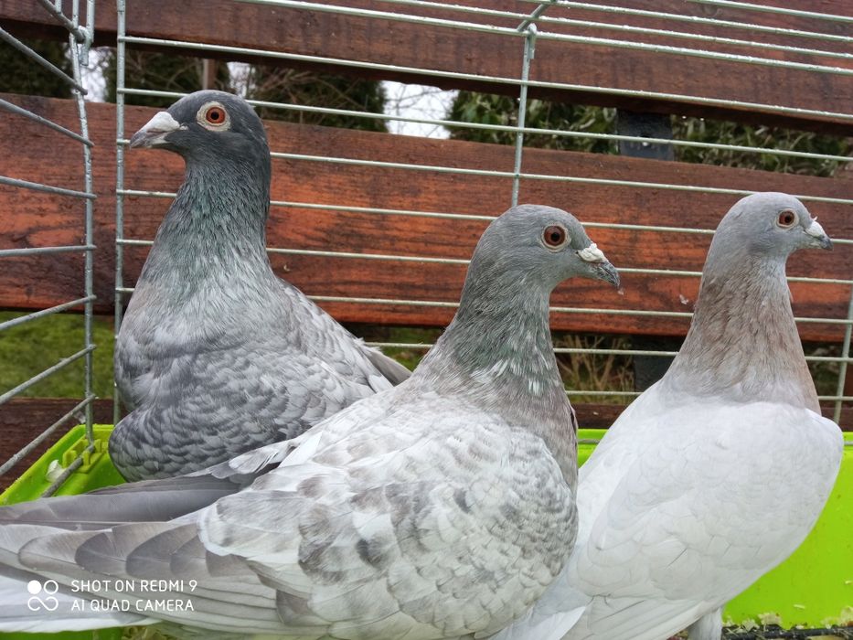 Gołębie pocztowe