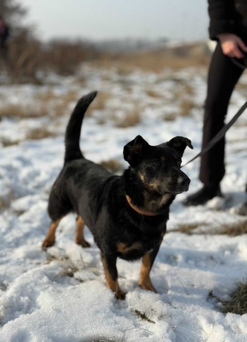 Lidzia - czuła i proludzka sunia szuka domu tymczasowego!