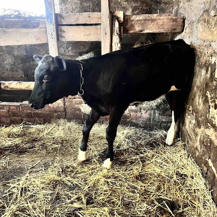 Продам телицю голштин 5 місяців