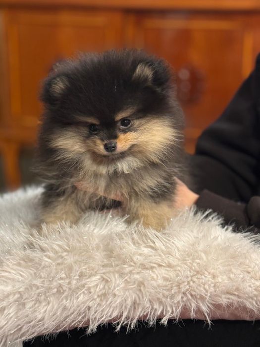 Leoś szpic minaturowy