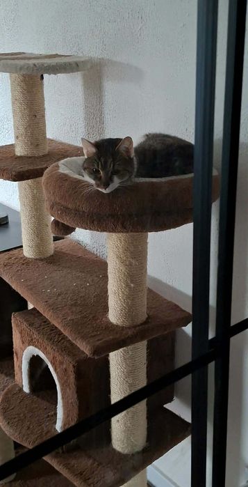 Wykastrowany 2 letni Kocur Dyzio.