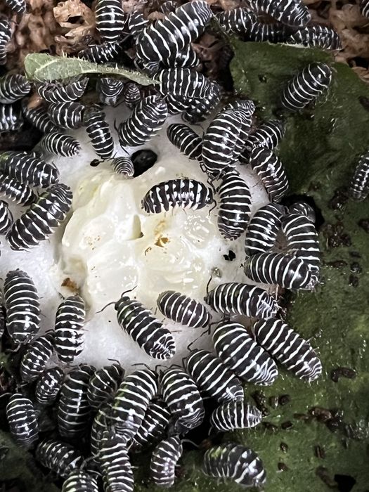 Isopody (Armadillidium maculatum) 10 sztuk