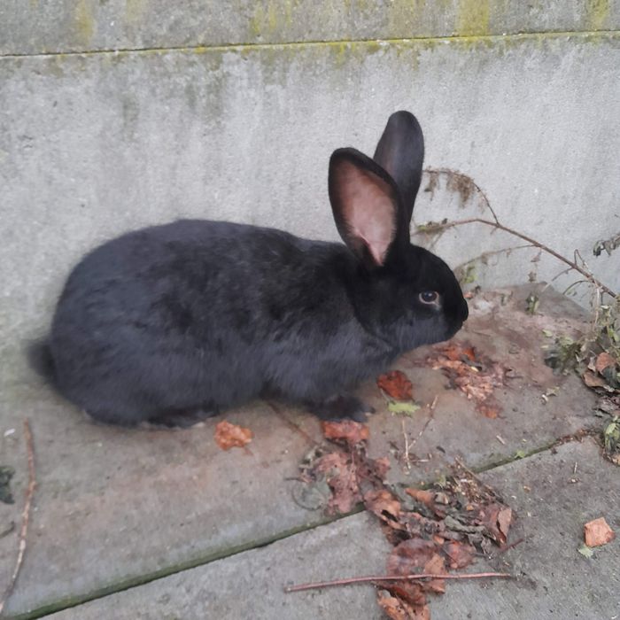 Sprzedam/zamienię królika