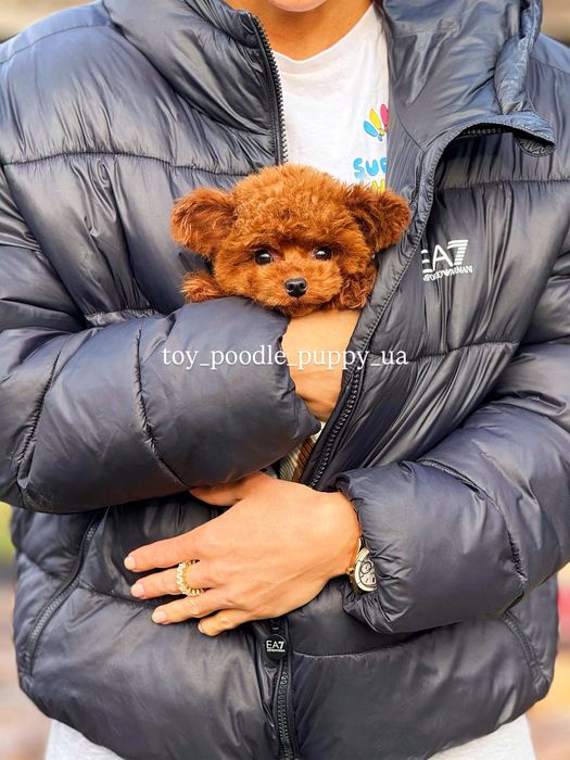 Той пудель микро чудесная малышка