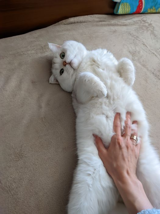 В'язка  чемний кіт шукає наречену