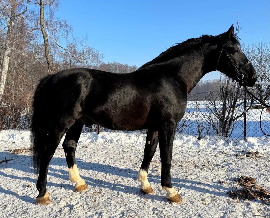 Ogier śląski po NOMENIE  - dotacyjny