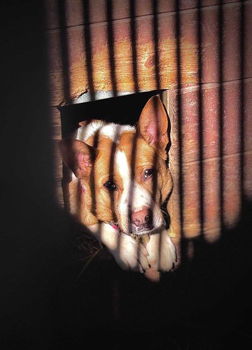 Baks - dość młody psiak lubiący spacery