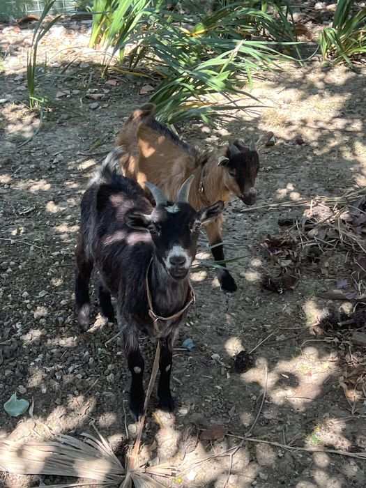 Bode anão castanho e preto