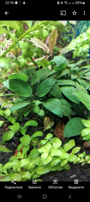 Акваріумні рослини