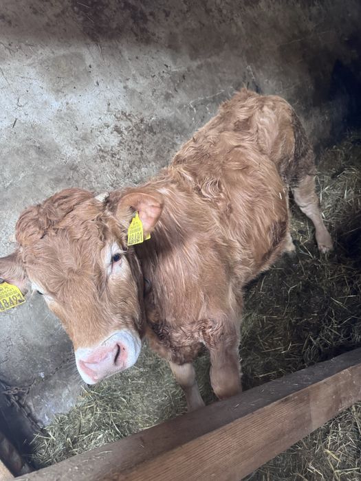 Byczek blond 8 miesięcy