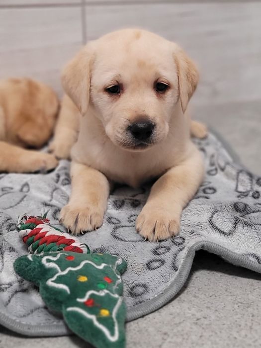 Labrador retriever szczeniak