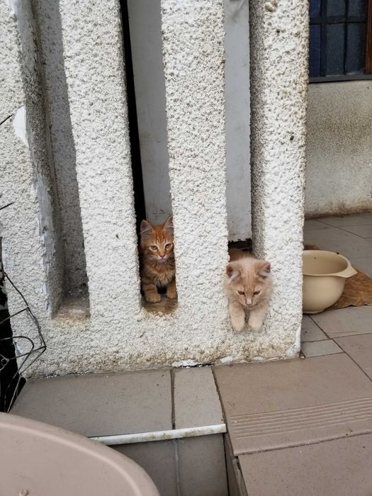 Кошенята рижопастельного кольору