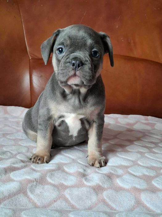 Buldog francuski suczka