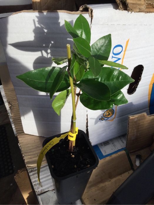 Cambucá ( plinia edulis )