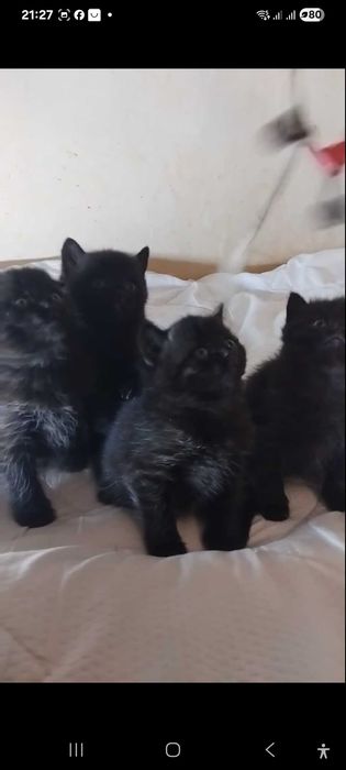 Чорные шотландские котята