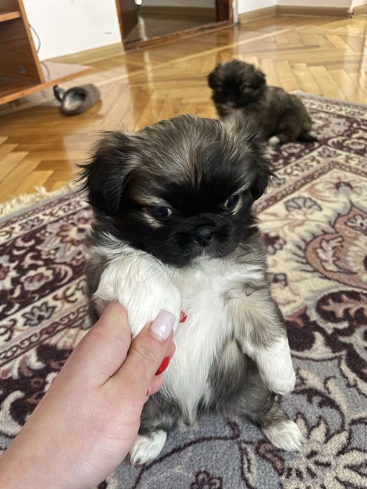 Продаю цуценят пекінеса