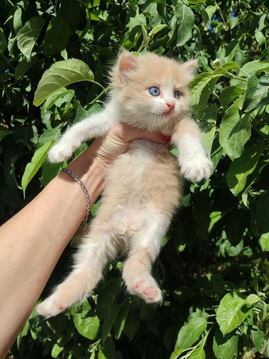 Котенок длинношерстный британский