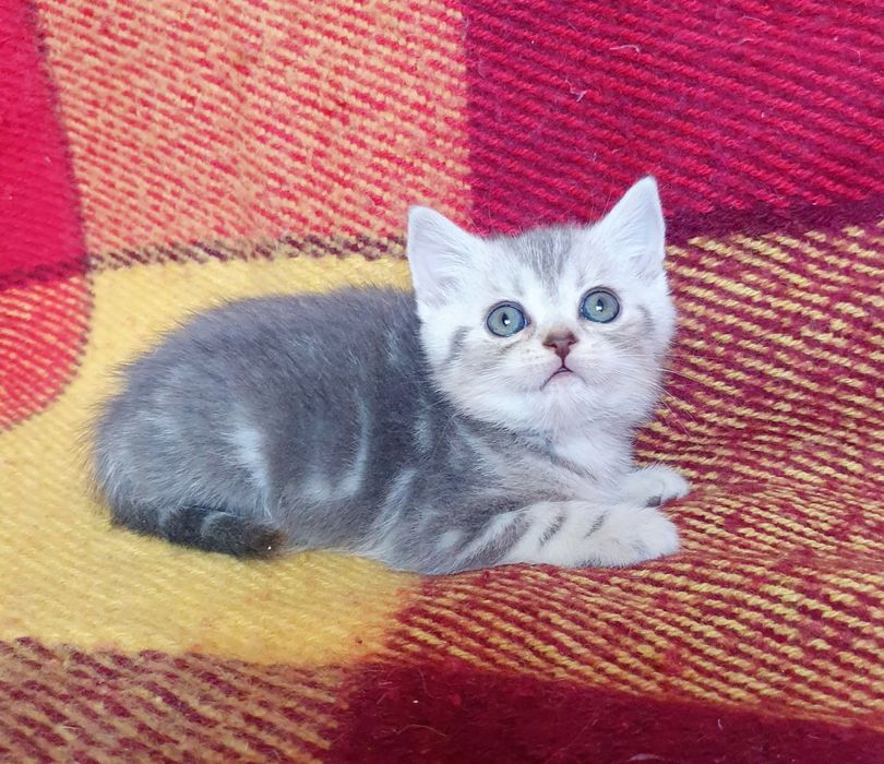 Чистокровний шотландик